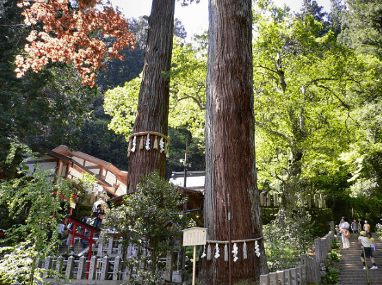 京都　由岐神社にあるパワースポットの大杉