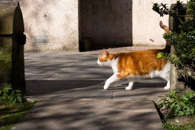 目の前を横切る猫