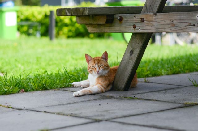 野良猫