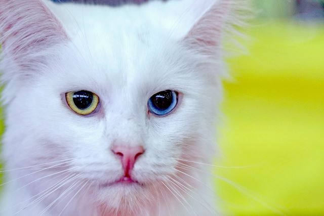 白猫　オッドアイの猫　目の色が左右で違う猫