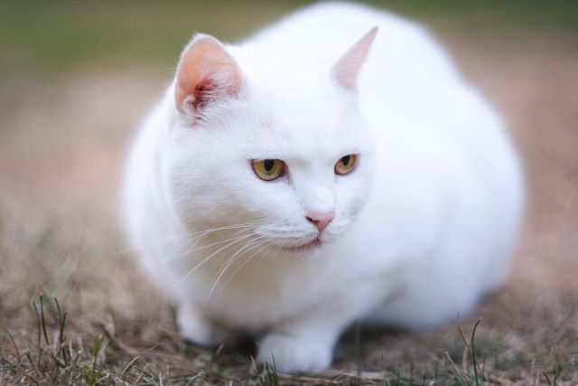 全身が白い猫